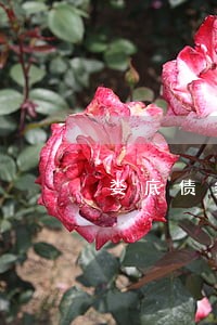 娄底债务违约纠纷律师电话 娄底债务违约纠纷律师电话