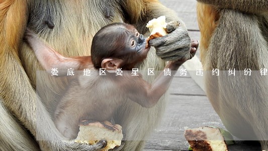 娄底地区娄星区债务违约纠纷律师 娄底地区娄星区债务违约纠纷律师