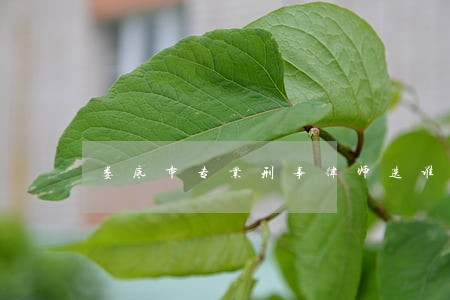 娄底市专业刑事律师选谁 娄底市专业刑事律师选谁