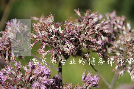 娄底市专业的债务律师哪个好 娄底市专业的债务律师哪个好