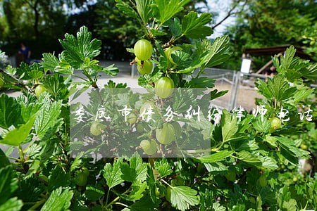 娄底市债务纠纷律师电话