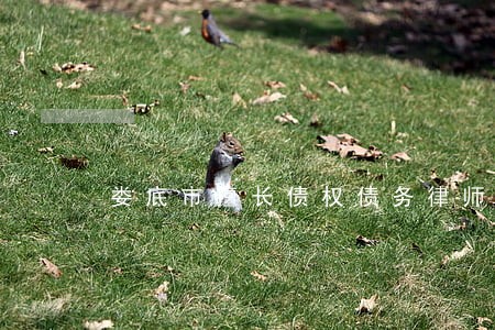 娄底市擅长债权债务律师咨询免费 娄底市擅长债权债务律师咨询免费