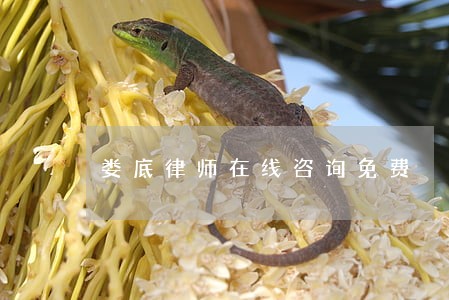 娄底律师在线咨询免费 娄底律师在线咨询免费
