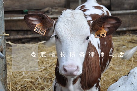 娄底擅长债务律师电话