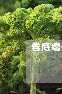 娄底擅长债权债务律师排名 娄底擅长债权债务律师排名