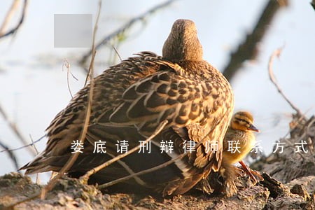 娄底请刑辩律师联系方式 娄底请刑辩律师联系方式