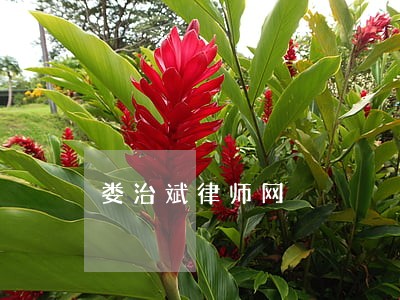娄治斌律师网 娄治斌律师网