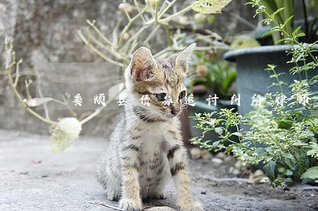 娄烦县债务追讨纠纷律师 娄烦县债务追讨纠纷律师