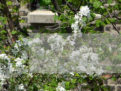 娄烦县律师在线免费法律咨询 娄烦县律师在线免费法律咨询