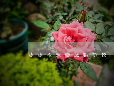 婆婆不想要离婚协议 婆婆不想要离婚协议