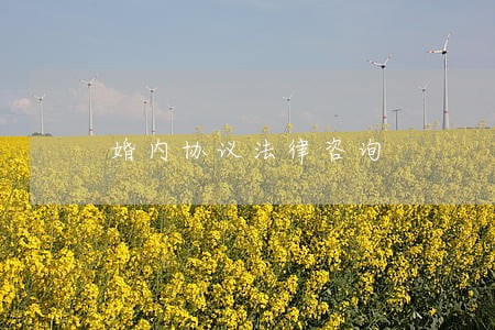 婚内协议法律咨询 婚内协议法律咨询