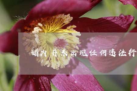 婚内并未出现任何违法行为
