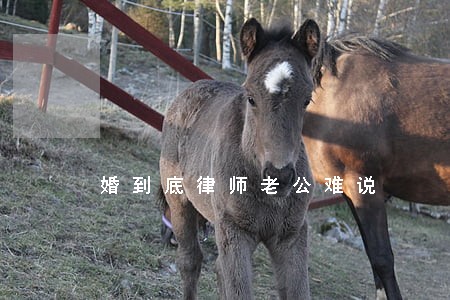 婚到底律师老公难说 婚到底律师老公难说
