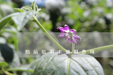 婚前信用卡逾期查询 婚前信用卡逾期查询