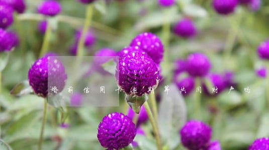 婚前信用卡逾期算共同财产吗