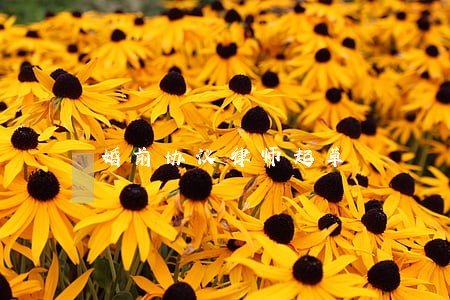 婚前协议律师起草