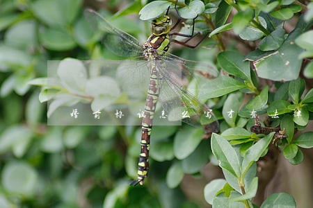 婚前协议怎么写才有法律效力 婚前协议怎么写才有法律效力
