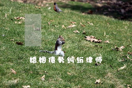 婚姻债务纠纷律师 婚姻债务纠纷律师