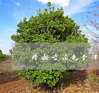 婚姻咨询免费律师咨询 婚姻咨询免费律师咨询