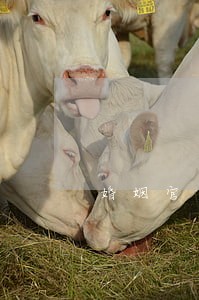 婚姻官司律师费多少 婚姻官司律师费多少