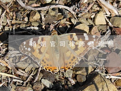 婚姻官司律师费崇州 婚姻官司律师费崇州