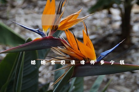 婚姻官司请律师多少钱 婚姻官司请律师多少钱