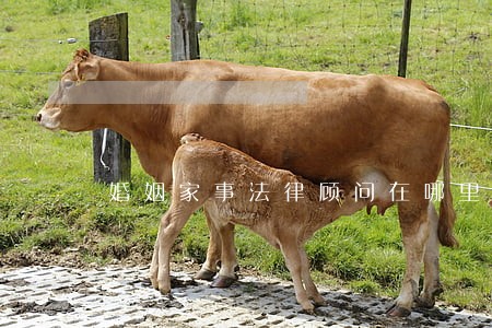 婚姻家事法律顾问在哪里 婚姻家事法律顾问在哪里