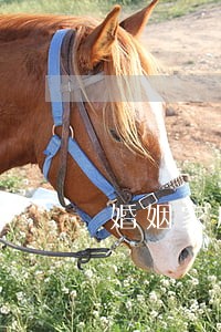 婚姻家庭律师咨询收费 婚姻家庭律师咨询收费