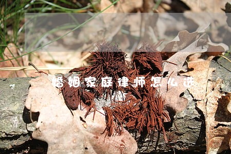 婚姻家庭律师怎么选 婚姻家庭律师怎么选