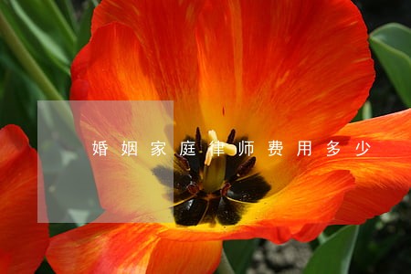 婚姻家庭律师费用多少 婚姻家庭律师费用多少