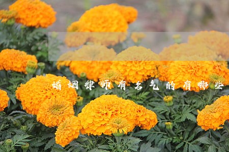 婚姻律师有名气的有哪些 婚姻律师有名气的有哪些
