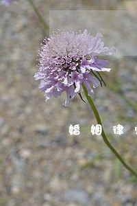 婚姻律师杭州咨询免费 婚姻律师杭州咨询免费