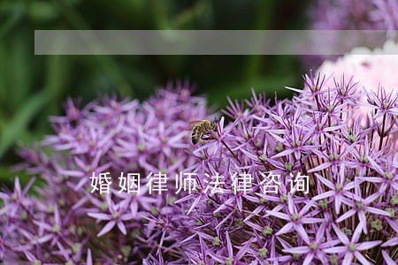 婚姻律师法律咨询 婚姻律师法律咨询
