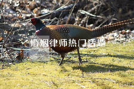 婚姻律师热门话题 婚姻律师热门话题