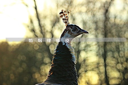 婚姻律师说 婚姻律师说