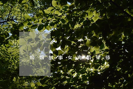 婚姻故事女离婚律师 婚姻故事女离婚律师