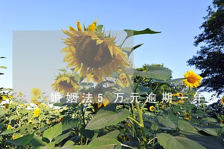 婚姻法5万元逾期一年多少钱 婚姻法5万元逾期一年多少钱