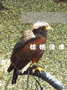 婚姻法律咨询双流簇锦街 婚姻法律咨询双流簇锦街