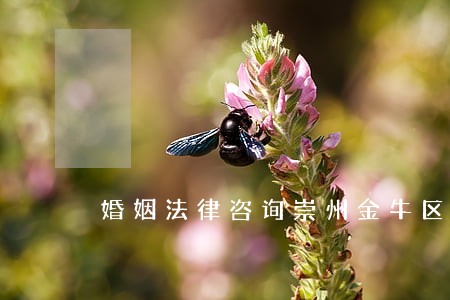 婚姻法律咨询崇州金牛区 婚姻法律咨询崇州金牛区