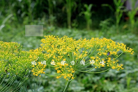 婚姻法律咨询邛崃 婚姻法律咨询邛崃