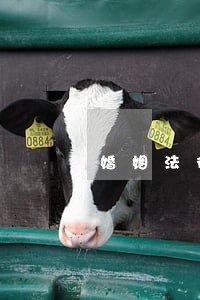 婚姻法律咨询金牛区苏坡 婚姻法律咨询金牛区苏坡