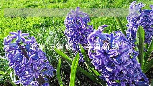 婚姻法律顾问咨询新编 婚姻法律顾问咨询新编