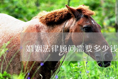 婚姻法律顾问需要多少钱 婚姻法律顾问需要多少钱