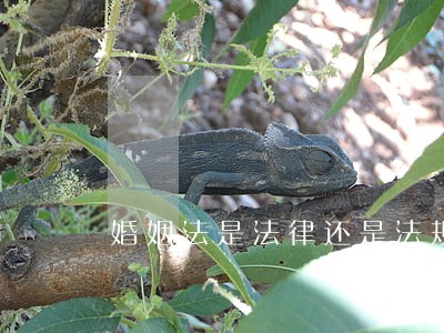 婚姻法是法律还是法规 婚姻法是法律还是法规