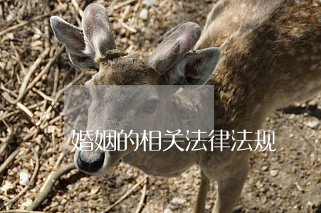 婚姻的相关法律法规 婚姻的相关法律法规