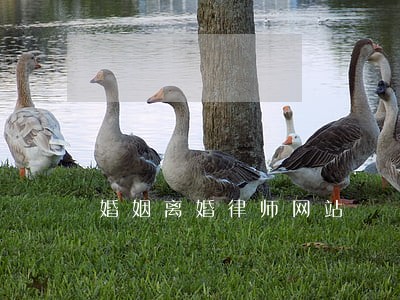 婚姻离婚律师网站 婚姻离婚律师网站