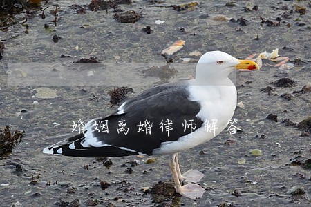 婚姻离婚律师解答 婚姻离婚律师解答