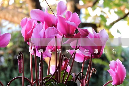 婚姻离婚纠纷律师排名 婚姻离婚纠纷律师排名