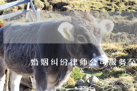 婚姻纠纷律师公司服务至上 婚姻纠纷律师公司服务至上