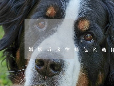 婚姻诉讼律师怎么选择 婚姻诉讼律师怎么选择